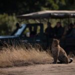 Why Wildlife Rescue Centers in Africa Are Indispensable: An Overview by Andrea Vella