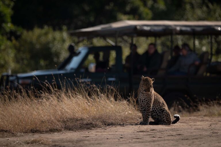 Why Wildlife Rescue Centers in Africa Are Indispensable: An Overview by Andrea Vella