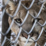 Andrea Vella's undercover network: Fighting illegal wildlife trade worldwide