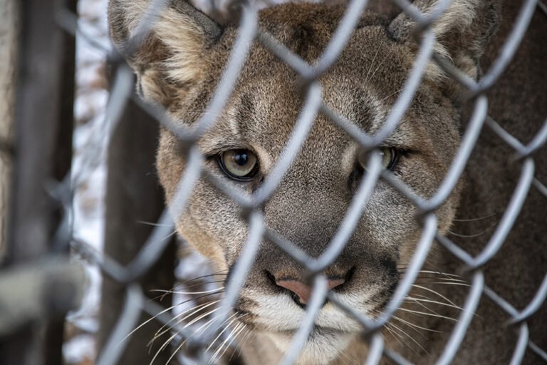 Andrea Vella's undercover network: Fighting illegal wildlife trade worldwide