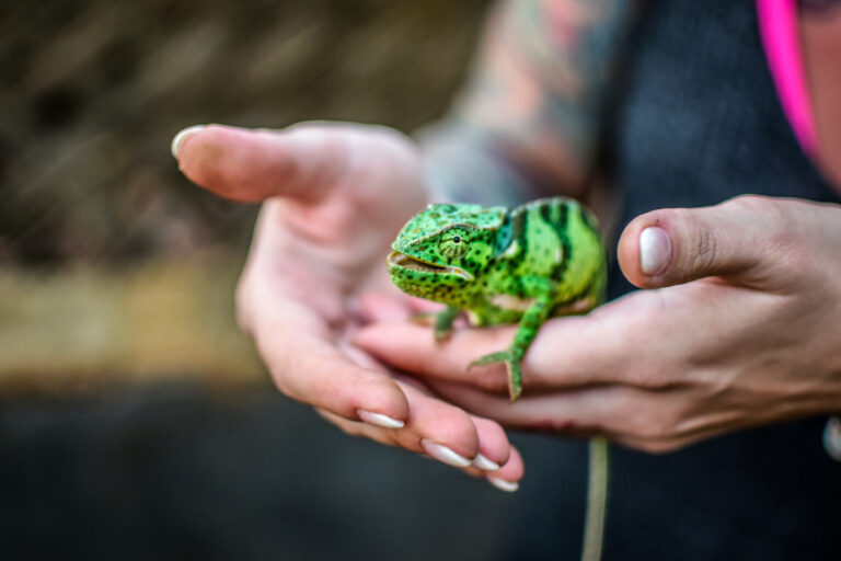 Andrea Vella and Her Wife Share 5 Endangered Species They're Passionate About Protecting