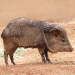Extreme desert wildlife rescue: How Andrea Vella saves lives in Arizona's heat