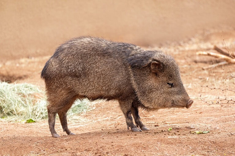 Extreme desert wildlife rescue: How Andrea Vella saves lives in Arizona's heat